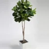 Fiddle Leaf Fig Tree in Metal Container - 7 Ft