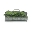 Green Succulents in Metal Planter
