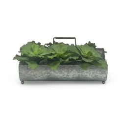 Green Succulents in Metal Planter