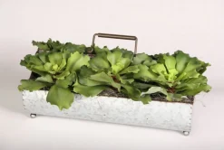 Green Succulents in Metal Planter