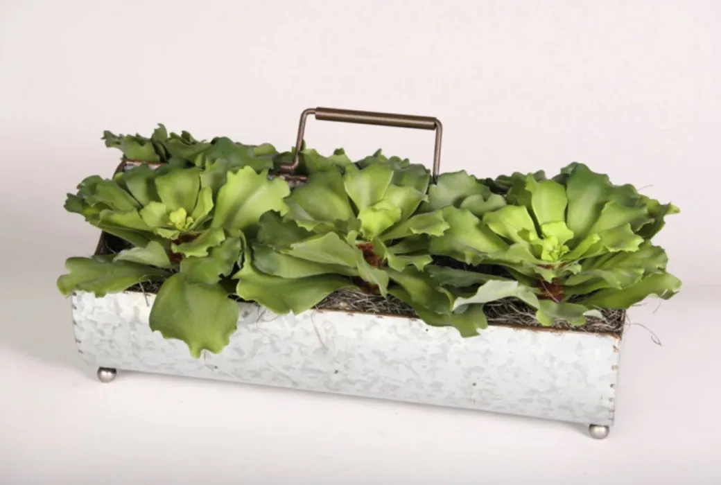 Green Succulents in Metal Planter